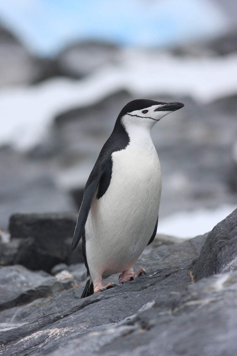 Chinstrap Penguin - Oscar Campbell