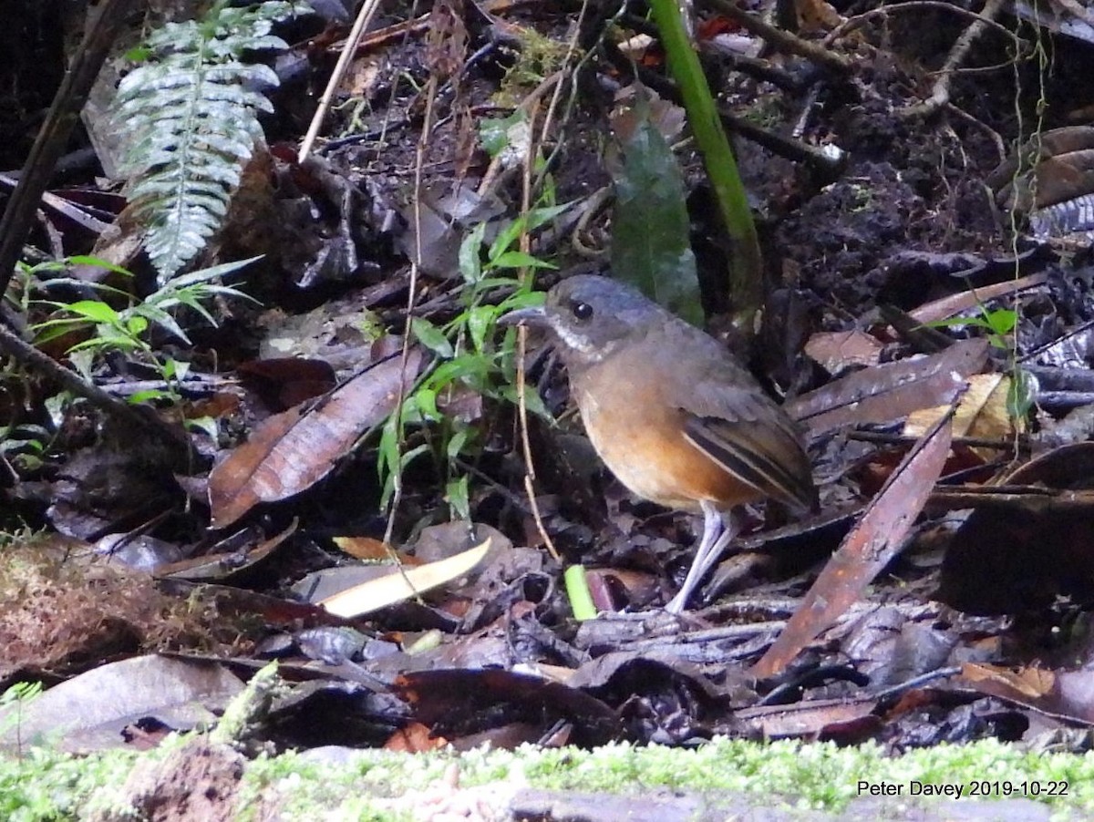 Moustached Antpitta - ML222343321