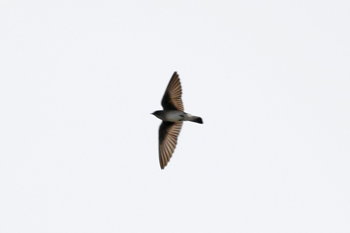 Northern Rough-winged Swallow - ML222343721