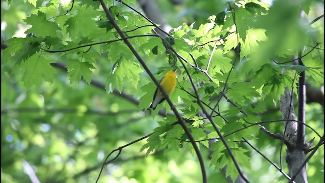 Prothonotary Warbler - ML222347591