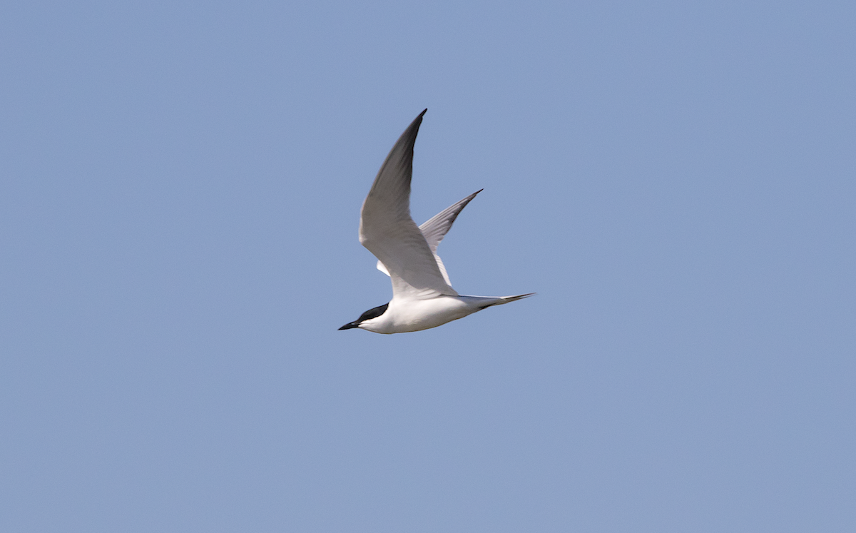 Gull-billed Tern - Luca Cornacchia