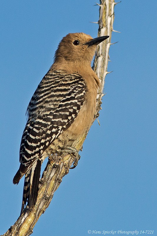 Gila Woodpecker - ML222351141