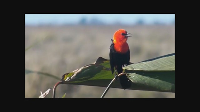 Scarlet-headed Blackbird - ML222352931