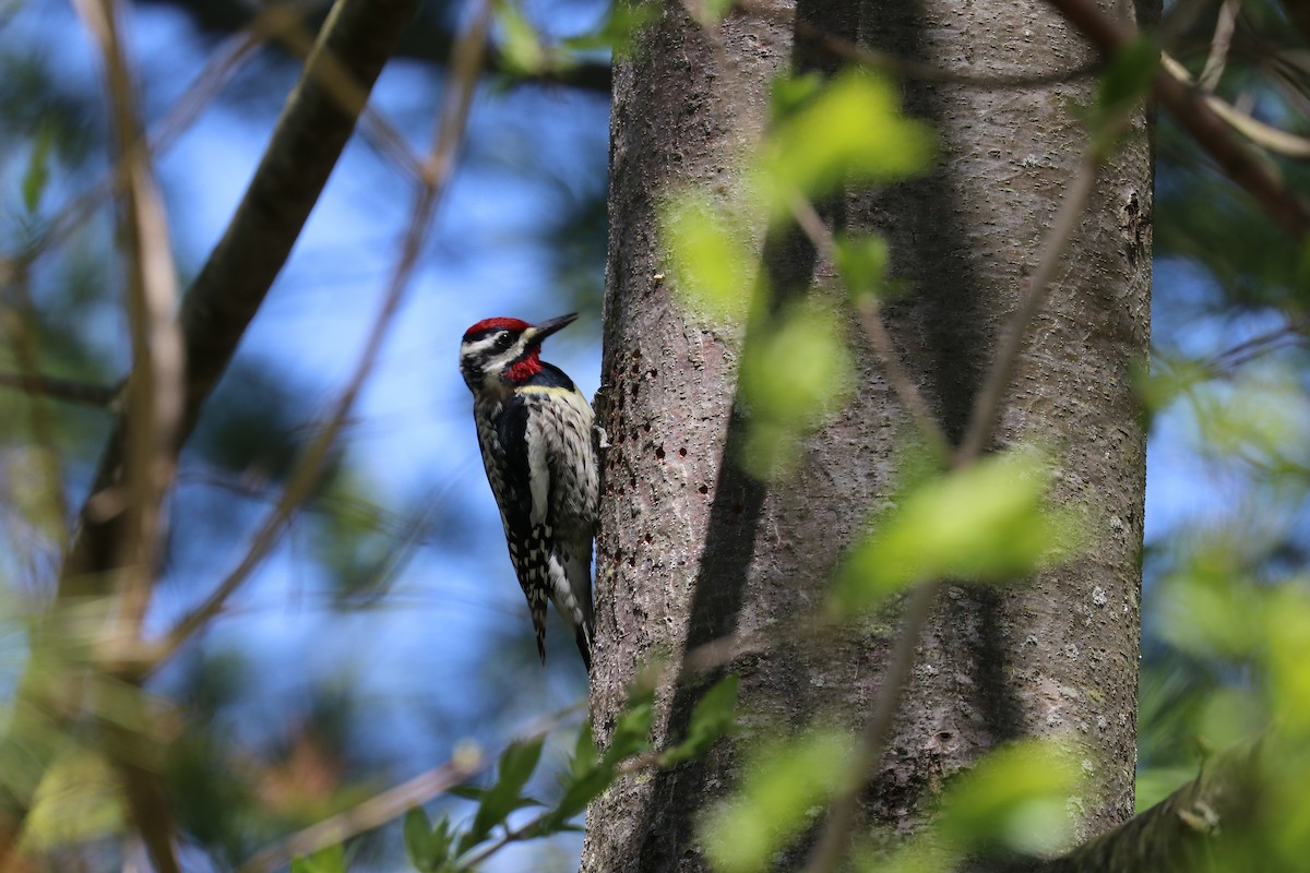 ml222353941-yellow-bellied-sapsucker-macaulay-library