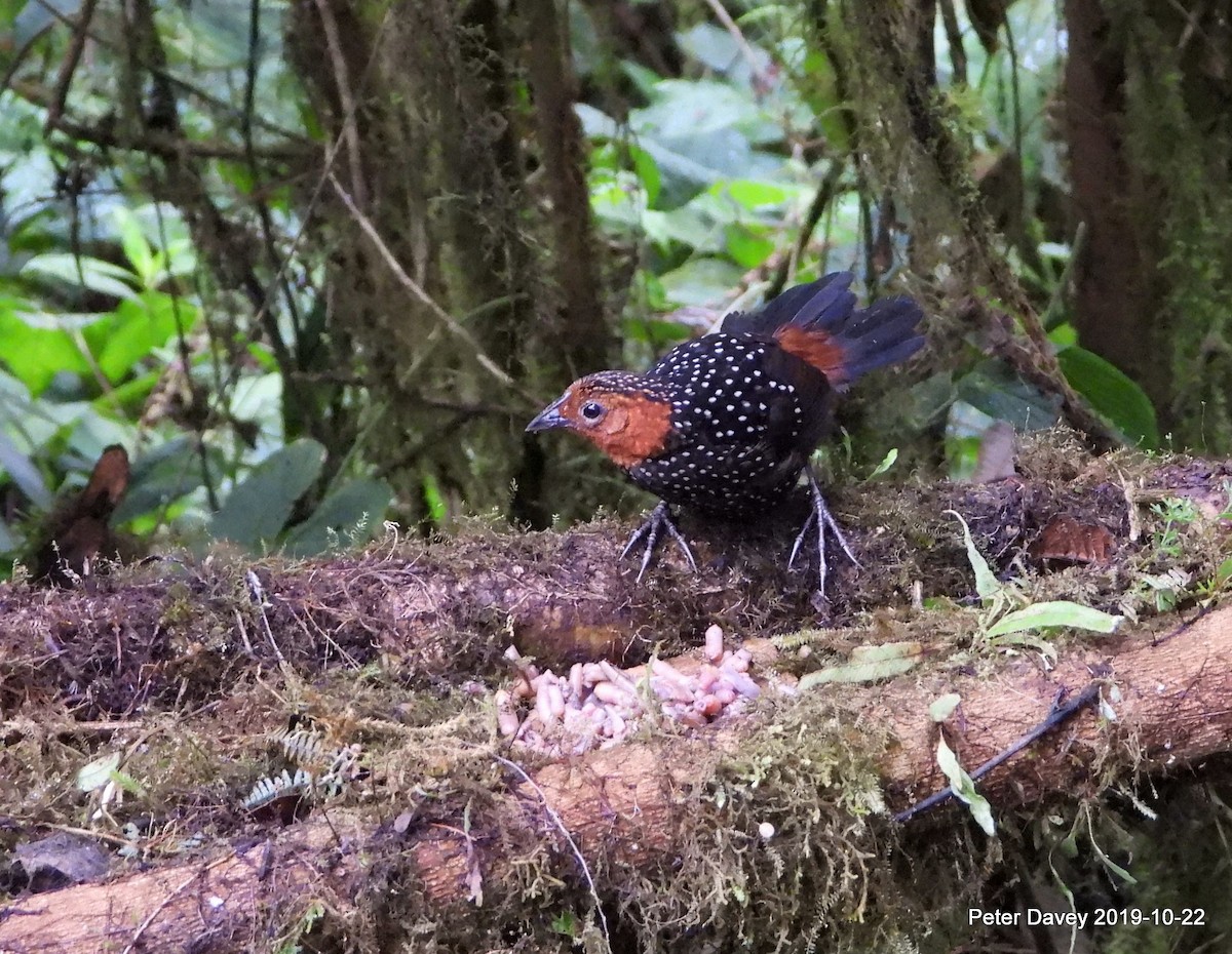 Ocellated Tapaculo - ML222356501