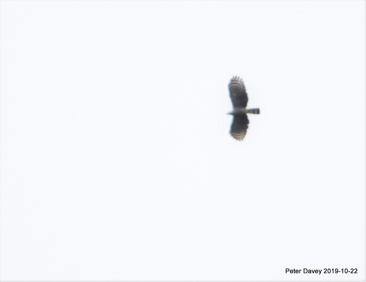 Hook-billed Kite - Peter Davey