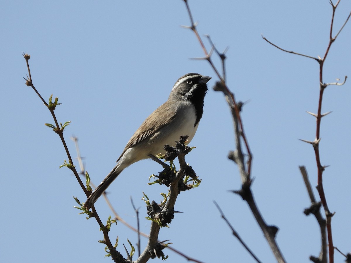 Black-throated Sparrow - Tom E. Johnson