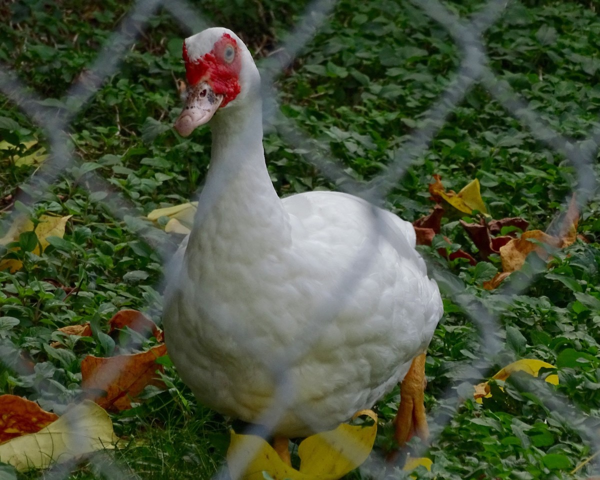Muscovy Duck (Domestic type) - ML22236191