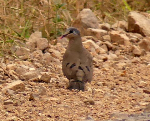Blue-spotted Wood-Dove - ML222366541