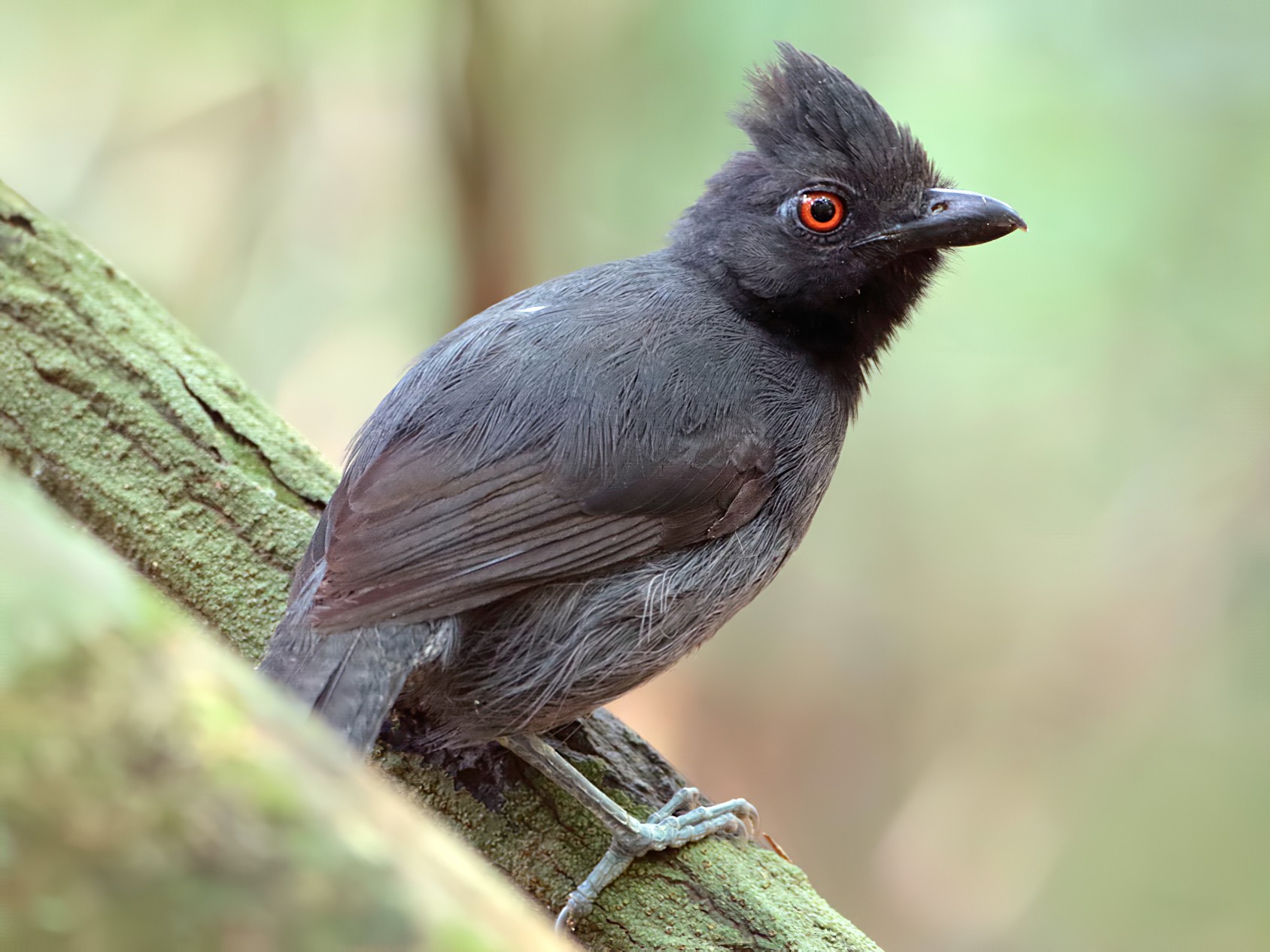 Black-throated Antshrike - eBird
