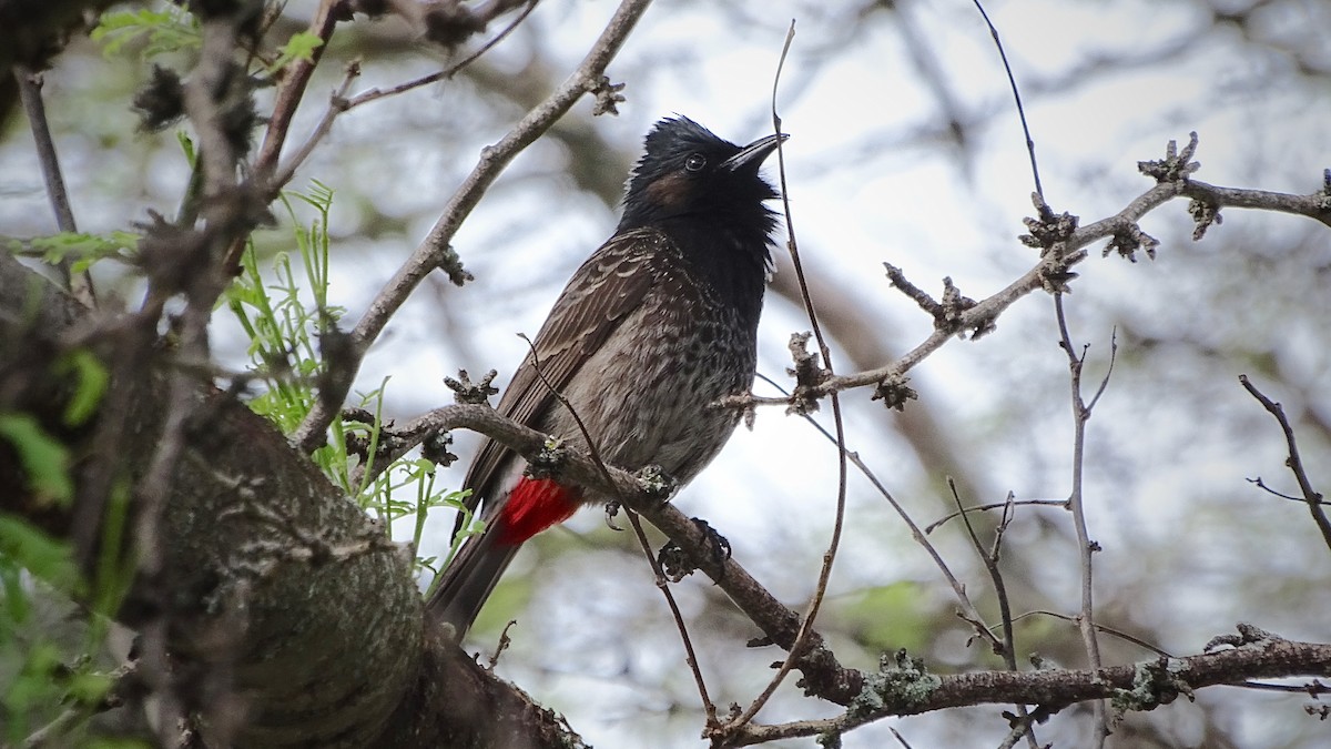 Red-vented Bulbul - Josh Russell
