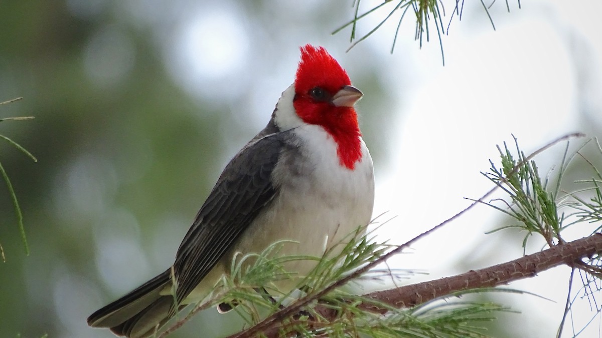 Red-crested Cardinal - Josh Russell