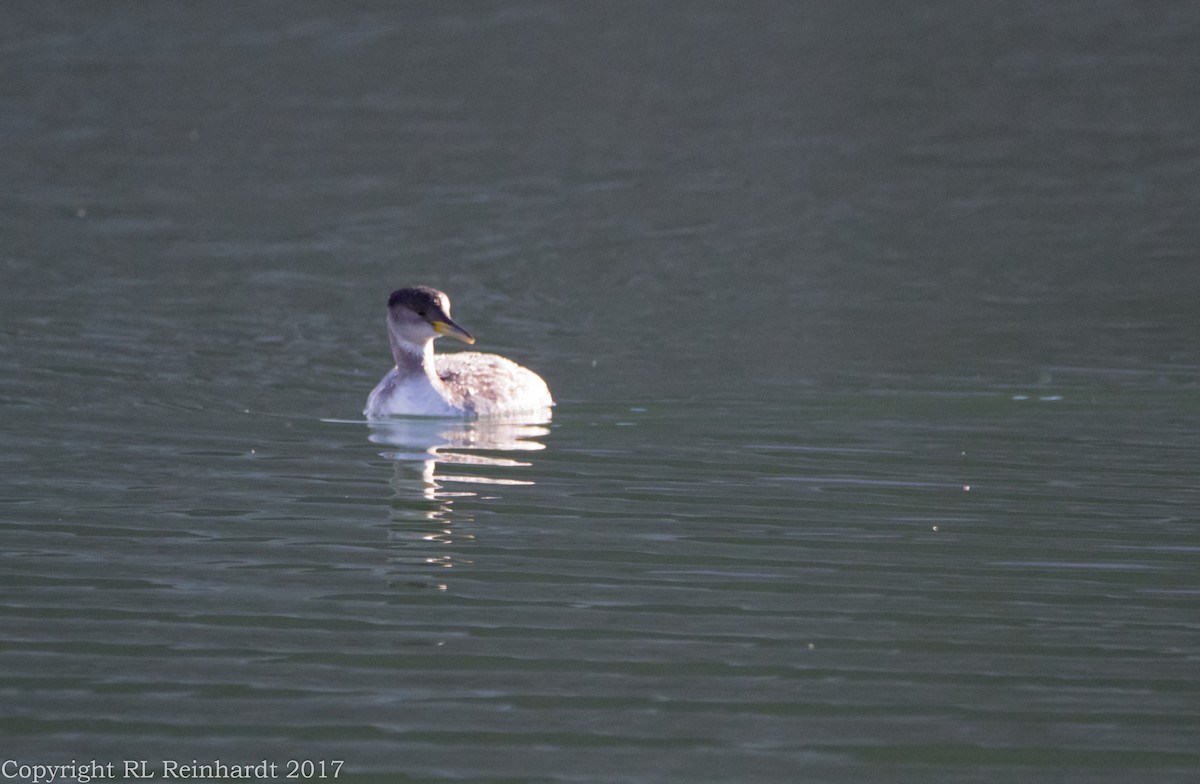 Red-necked Grebe - ML222372831