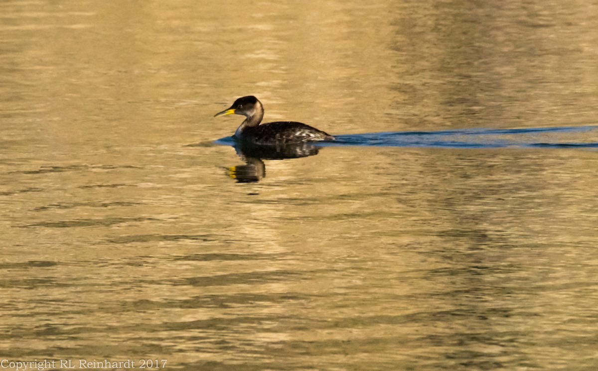 Red-necked Grebe - ML222372851