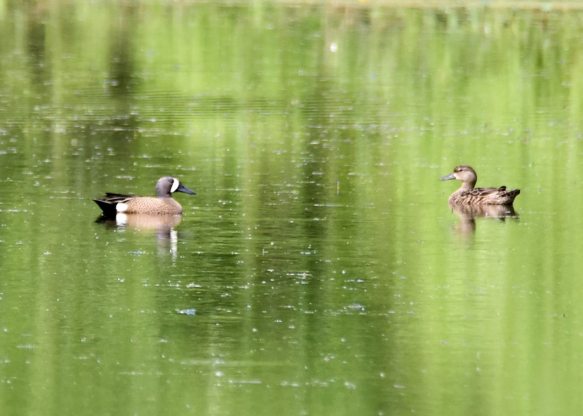 Blue-winged Teal - ML222375931