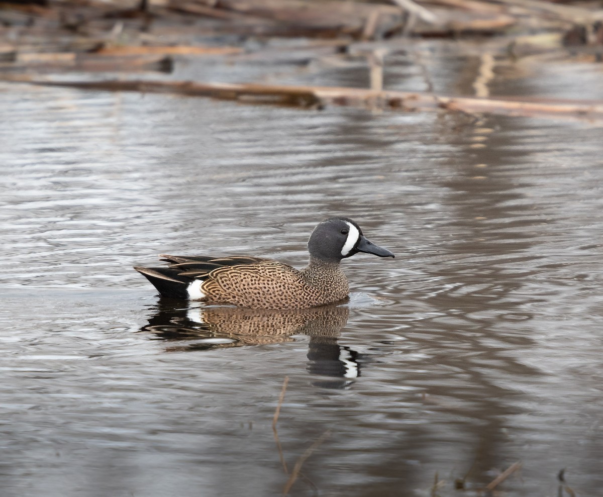 Blue-winged Teal - Deb Ford