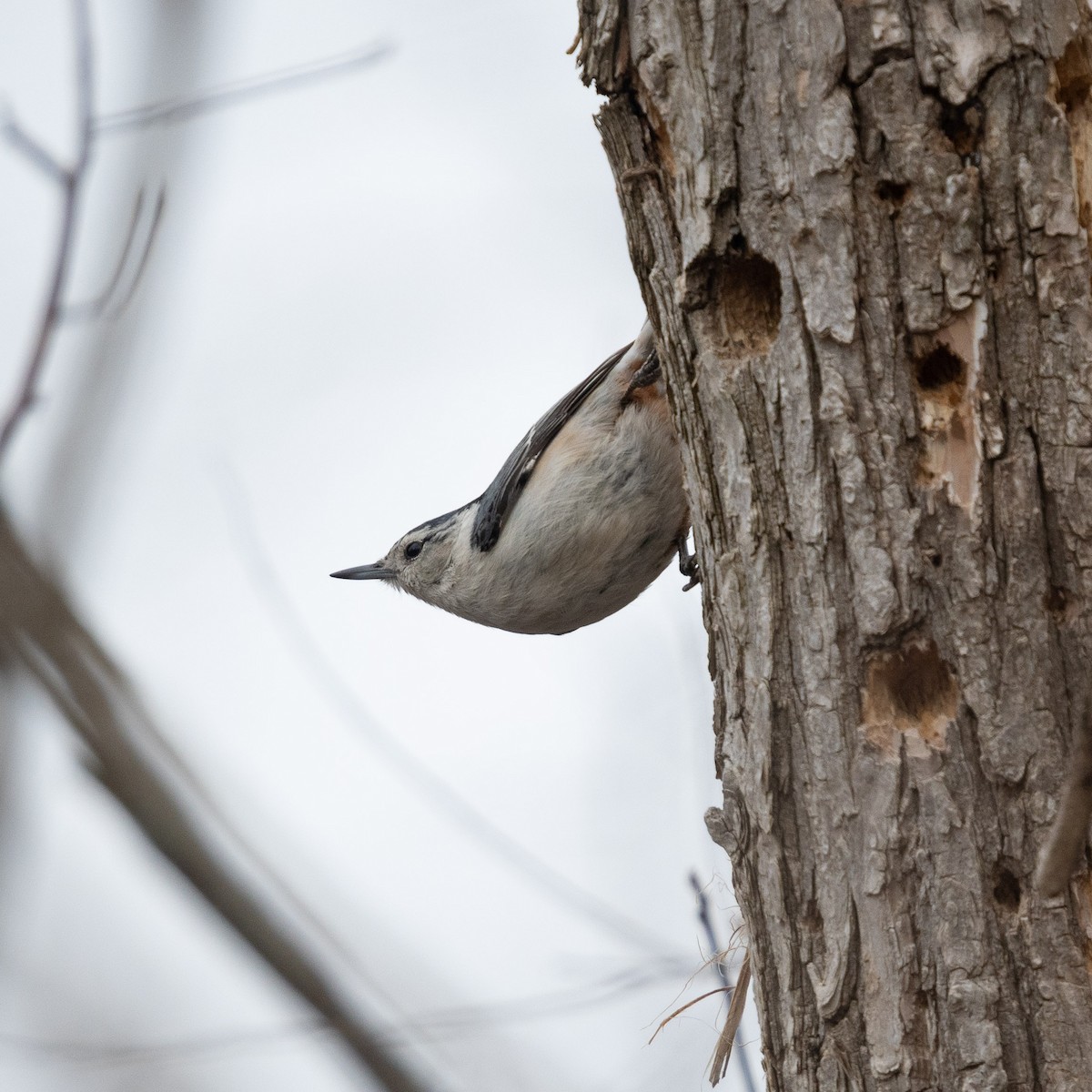 White-breasted Nuthatch - ML222376281