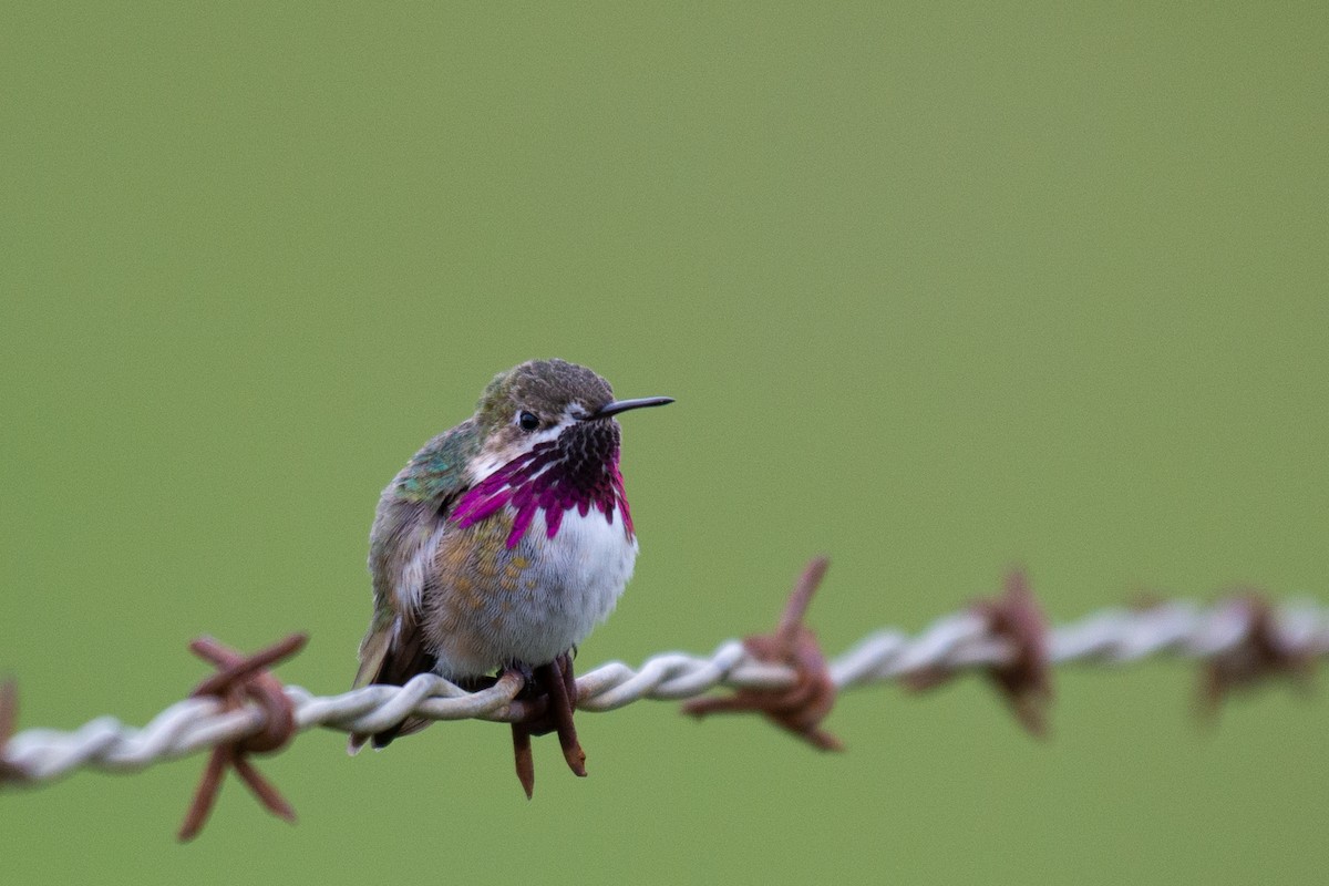 Calliope Hummingbird - ML222381921