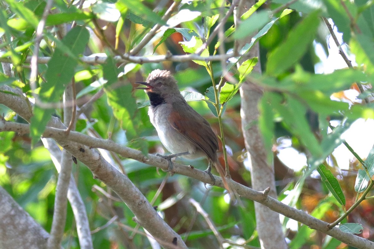 White-bellied Spinetail - ML222382671