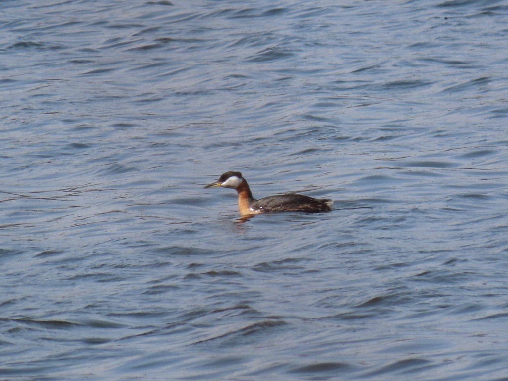 Red-necked Grebe - ML222384151