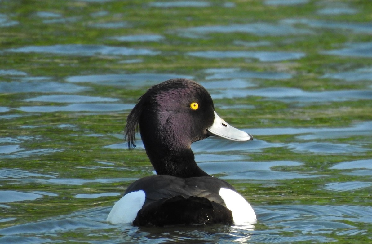 Tufted Duck - ML222385841