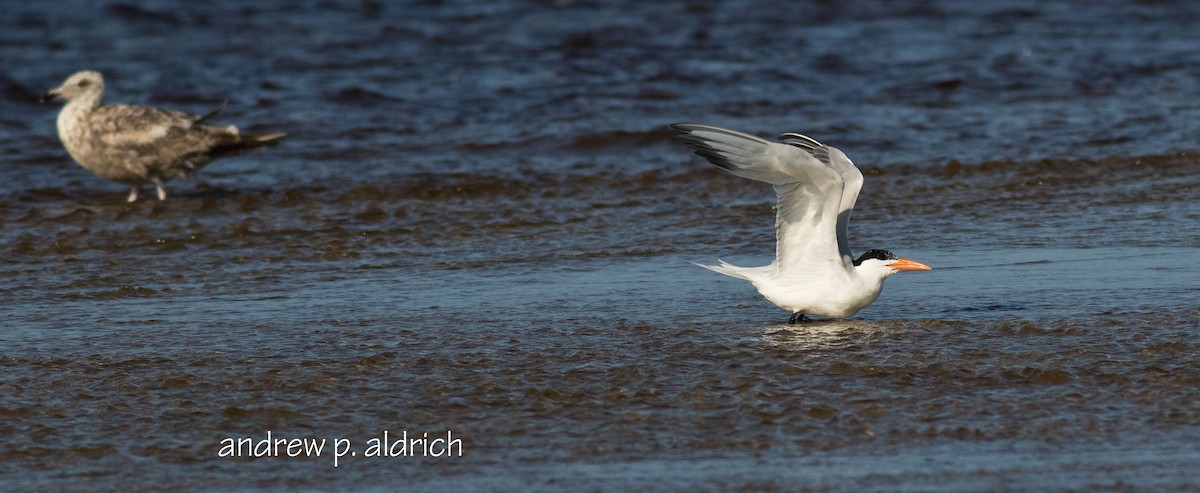 Royal Tern - andrew aldrich