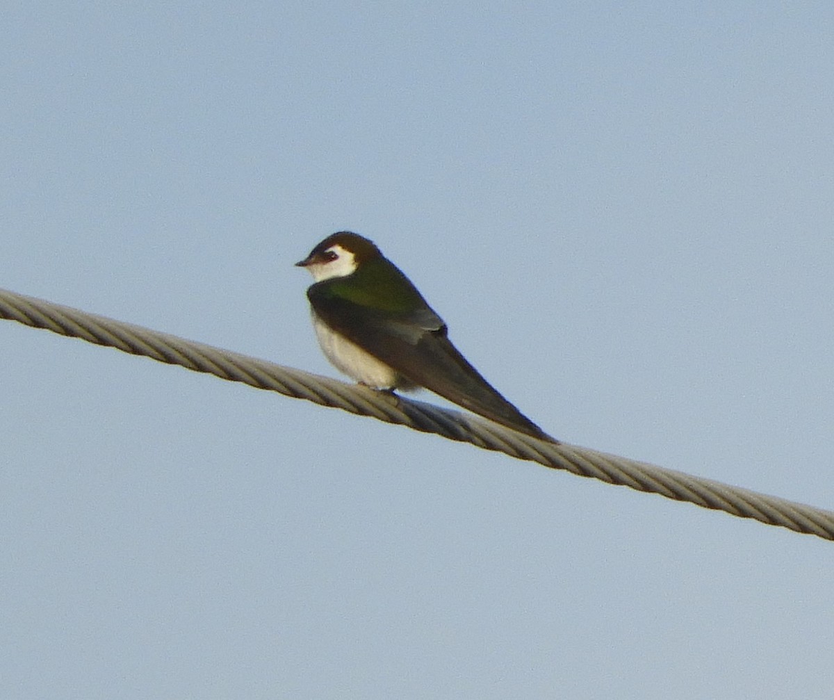 Violet-green Swallow - ML222387251