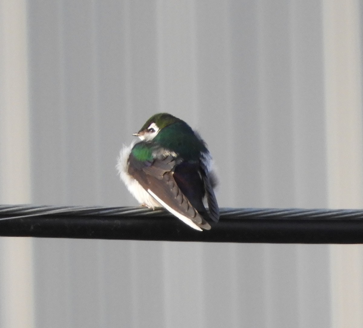 Violet-green Swallow - ML222387301