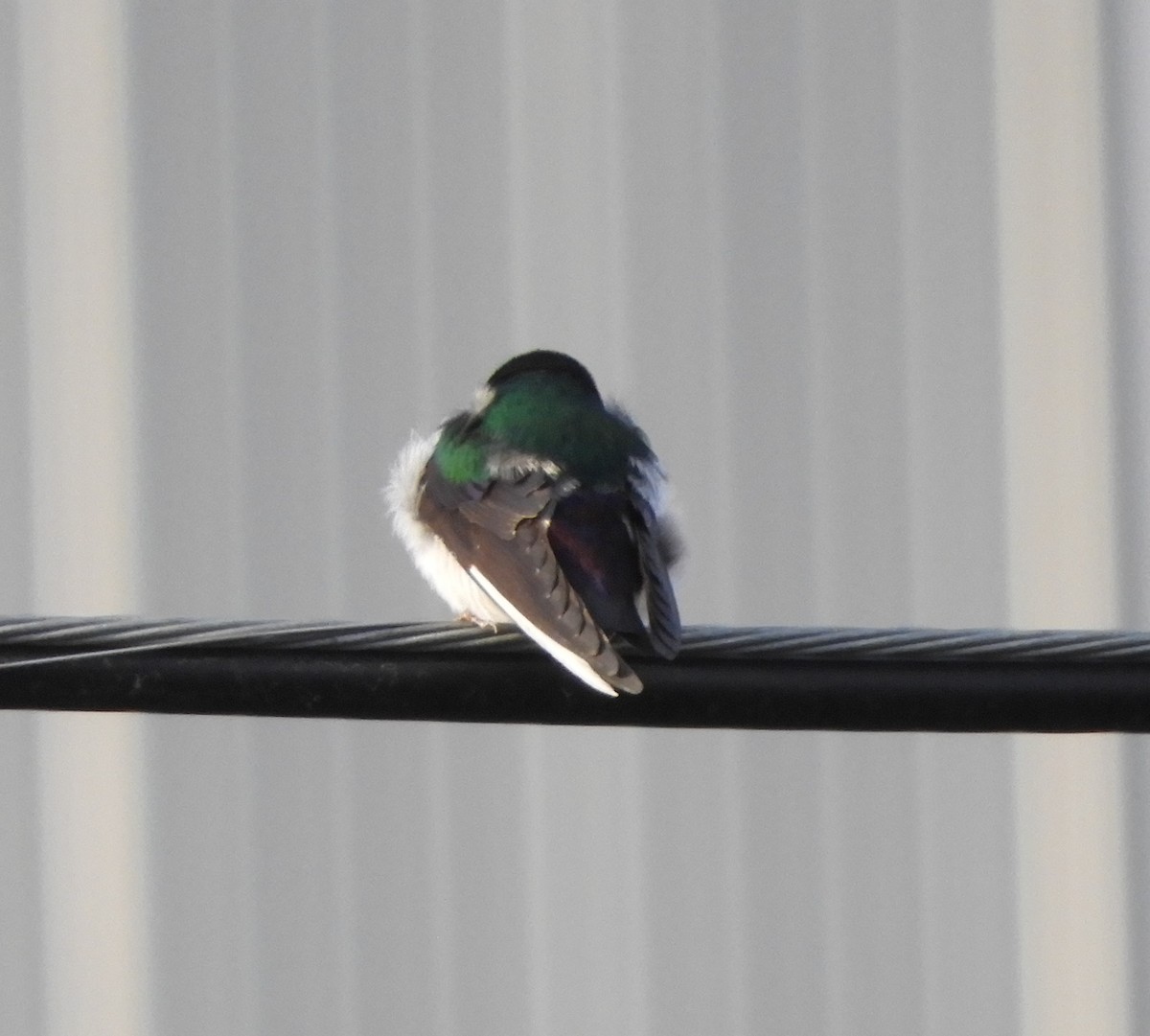 Violet-green Swallow - ML222387371