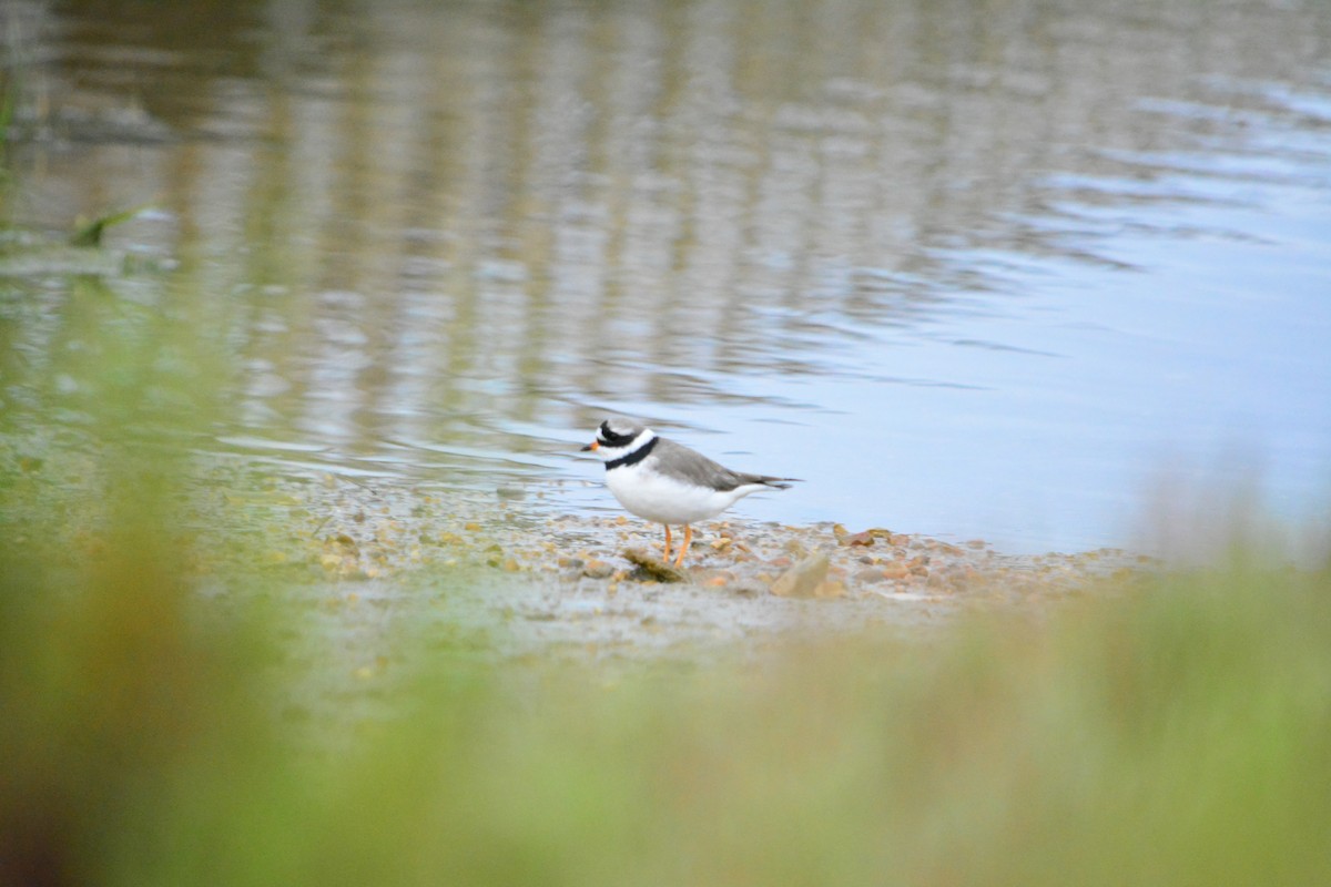 Common Ringed Plover - ML222389861