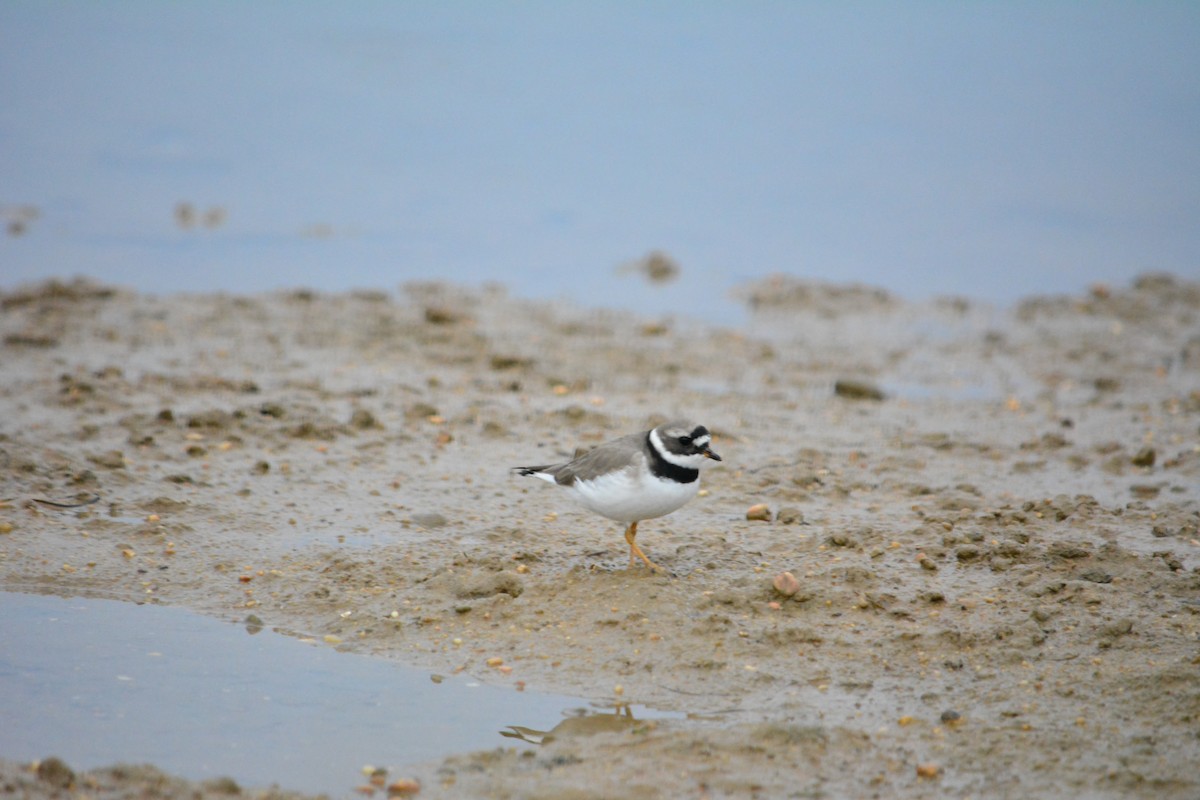 Common Ringed Plover - ML222389881
