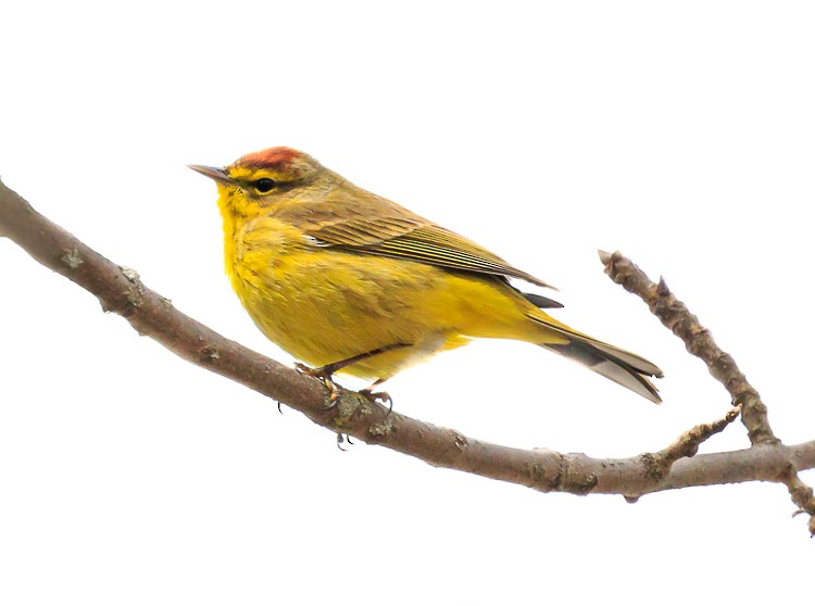 Maine Bird Atlas Checklist 8 Apr 2020 bentonwinslow trail 21 species