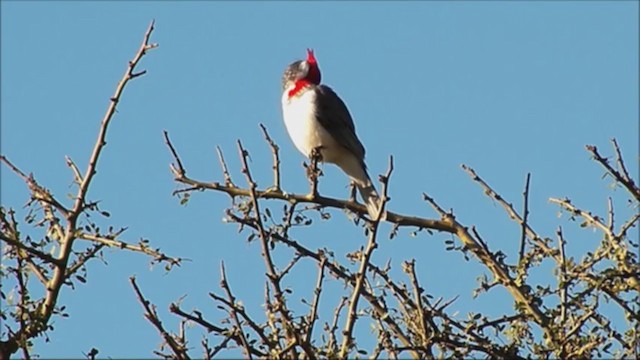 Red-crested Cardinal - ML222392791