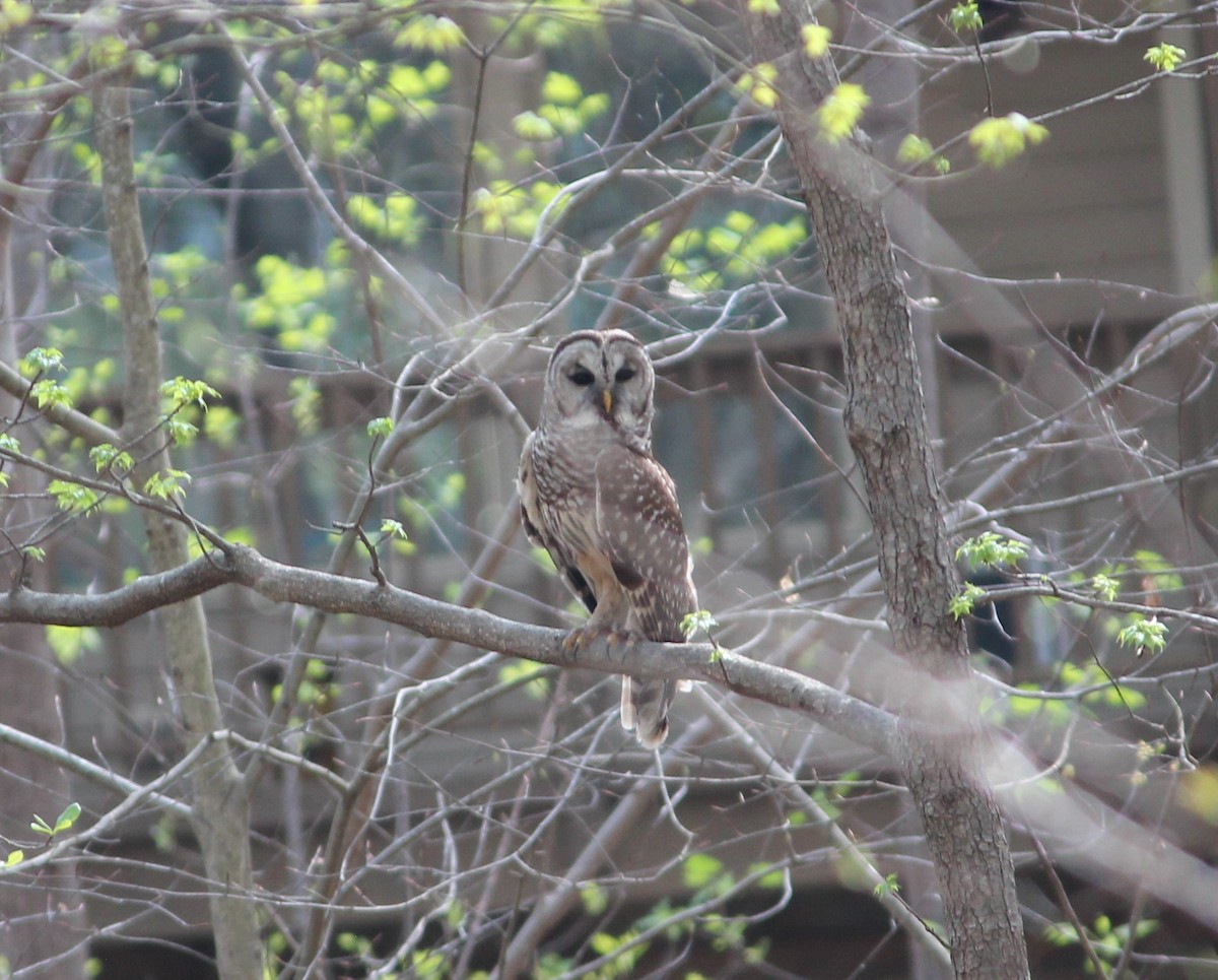Barred Owl - Ashwin Srinivasan