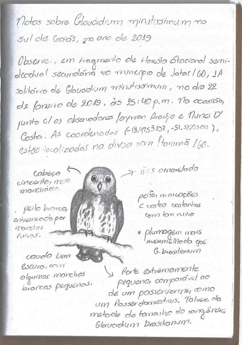Least Pygmy-Owl - Estevão Freitas Santos