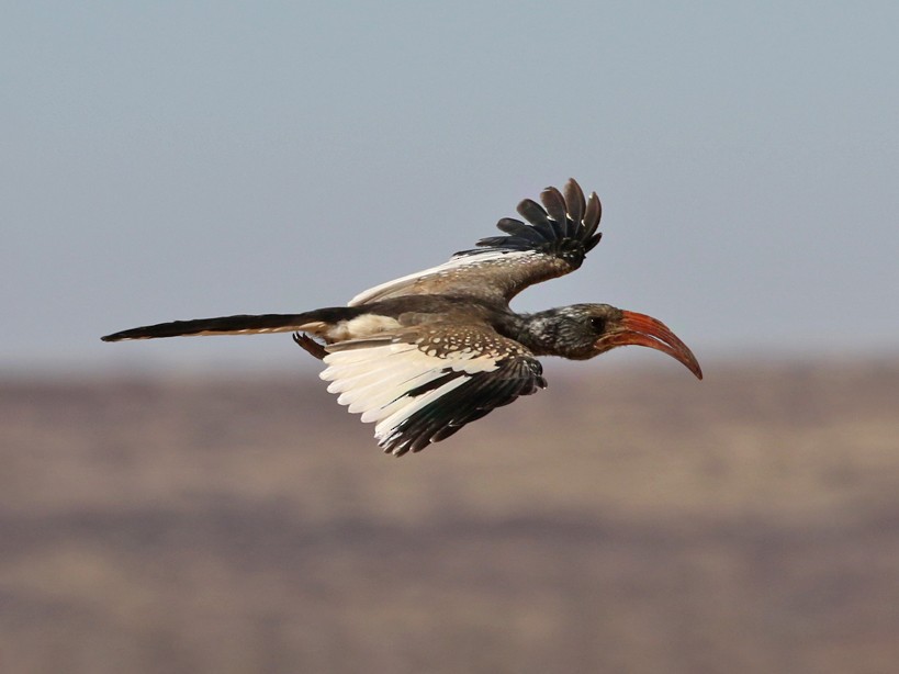 Monteiro's Hornbill - Charley Hesse TROPICAL BIRDING