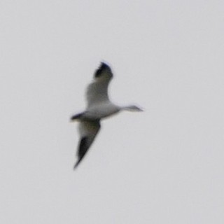 Snow Goose, ML222400631