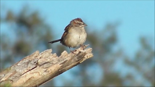 Chaco Sparrow - ML222401461
