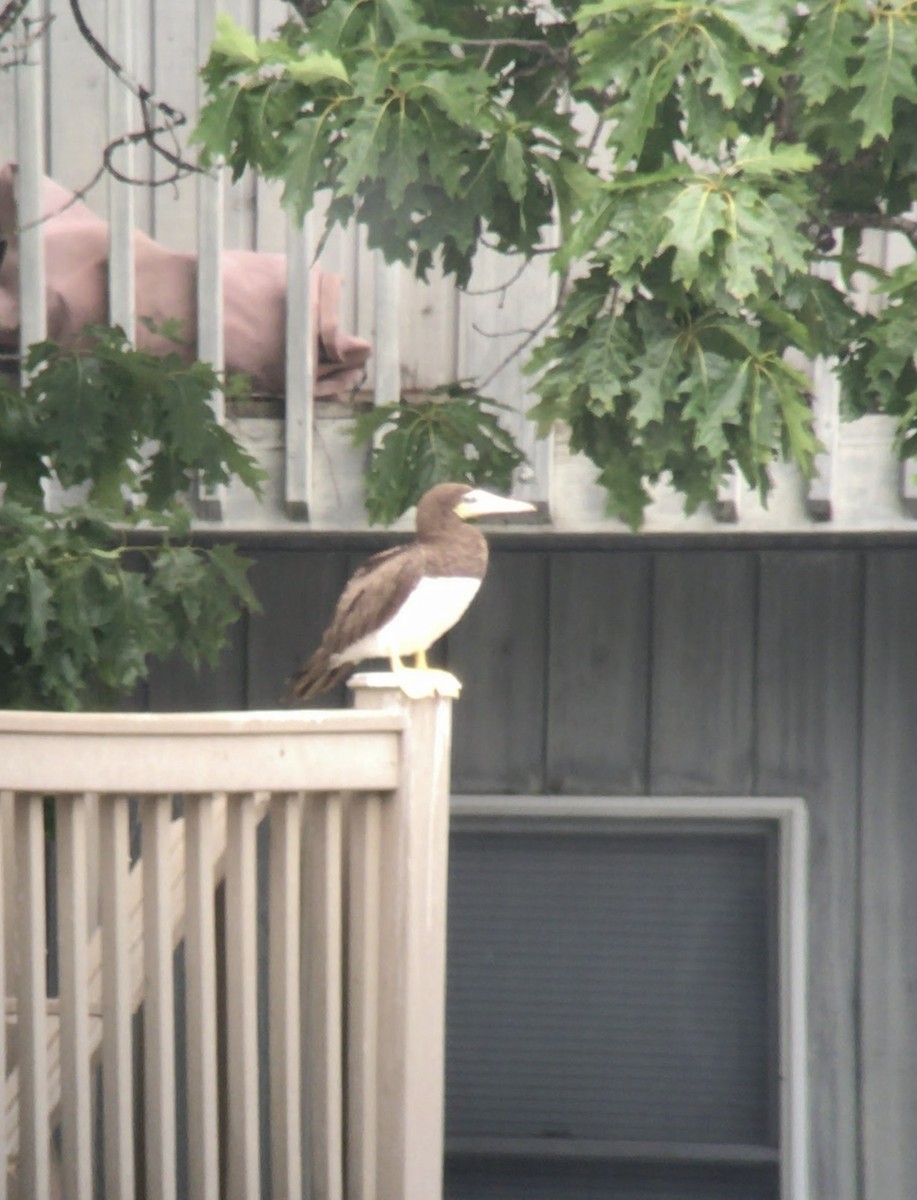 Brown Booby - ML222401751