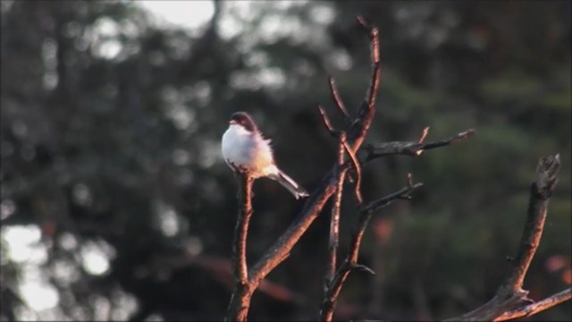 Black-capped Warbling Finch - ML222401901