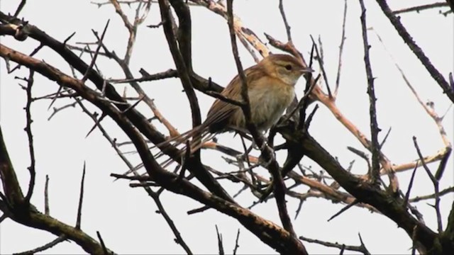 Chotoy Spinetail - ML222402531
