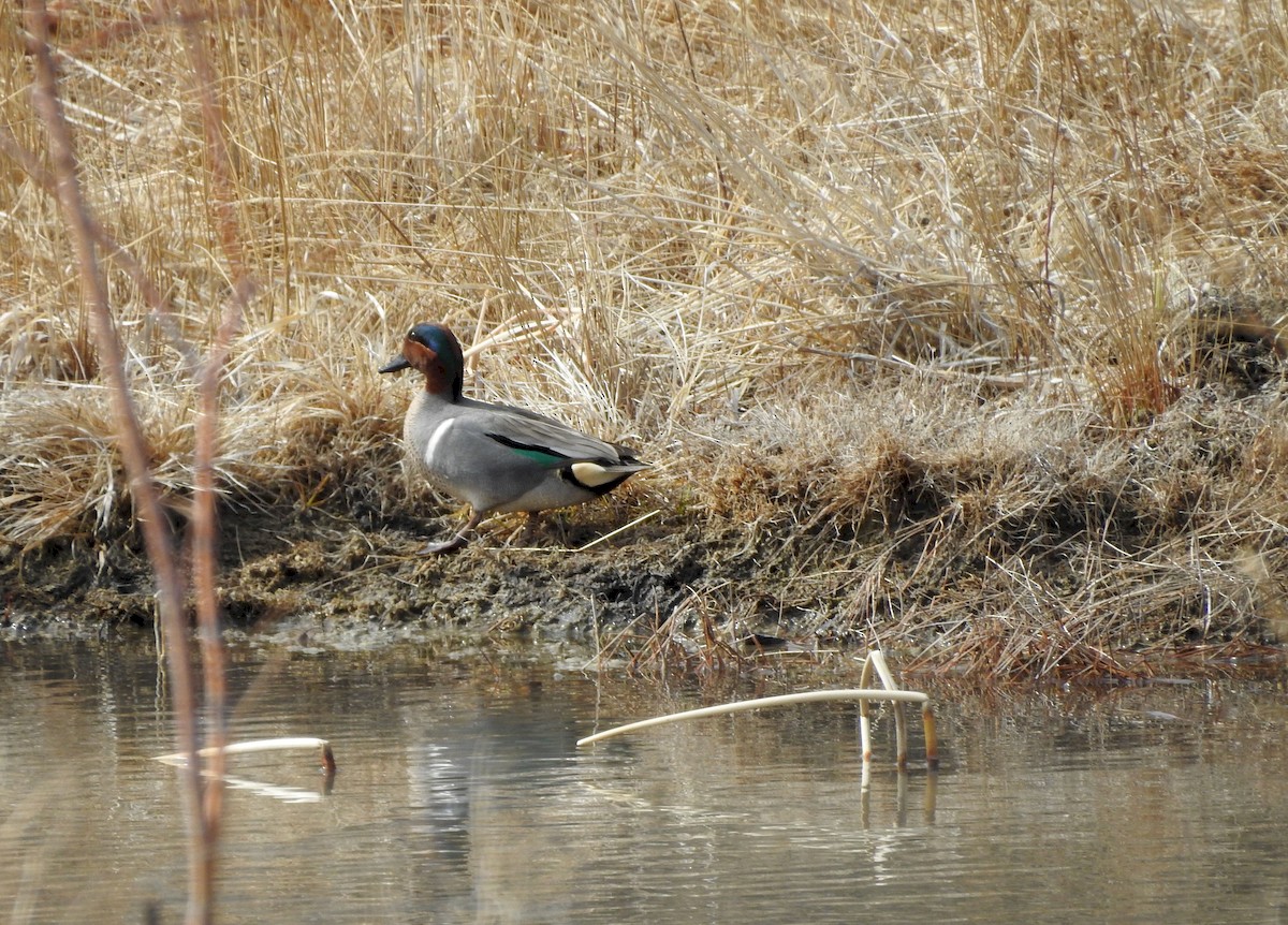 Green-winged Teal - Shane Sater