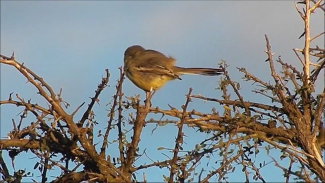 Greater Wagtail-Tyrant - ML222402581