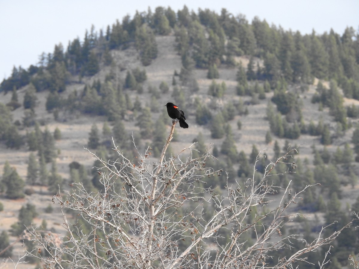 Red-winged Blackbird - ML222403611