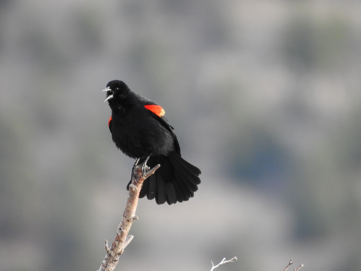Red-winged Blackbird - ML222403641