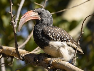  - Monteiro's Hornbill