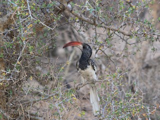  - Monteiro's Hornbill