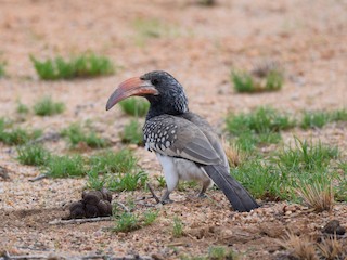  - Monteiro's Hornbill
