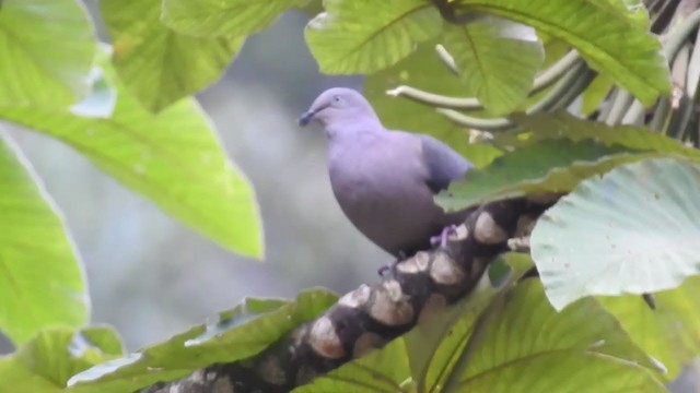 Plumbeous Pigeon - ML222411651