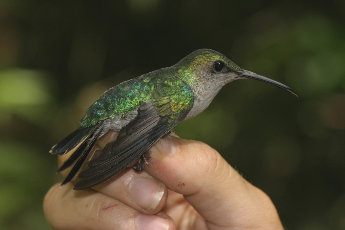 kolibřík nymfový - ML222413611